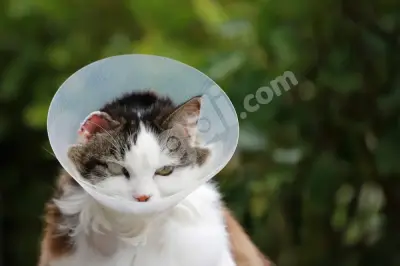 Cat Accessories
